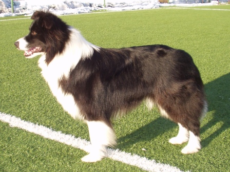 Dart Darley Arabian